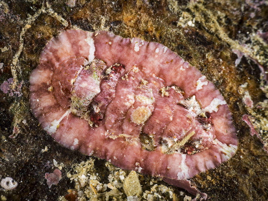 Onithochiton quercinus